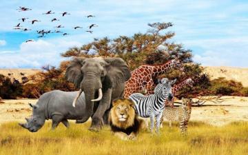 Safari Wallpaper 4k HD Background On Wallpaperbat