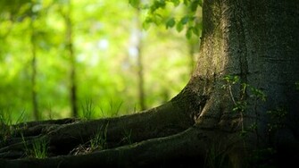 Nature Tree HD Desktop Background