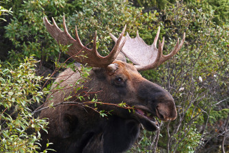 Moose Full HD Wallpaper And Image