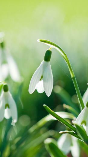 Phones Wallpaper Spring Phone HD