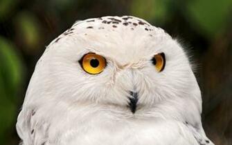 White Owl Wallpaper And Image Pictures Photos