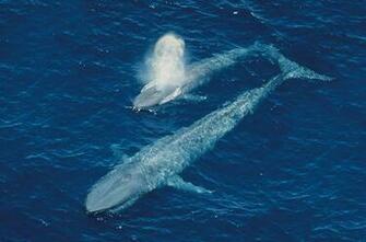 Pics Photos Blue Whale HD Wallpaper