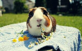 Guinea Pig Wallpaper