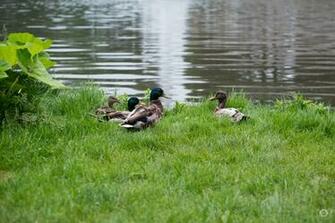 Mallard Ducks Background High Quality Background