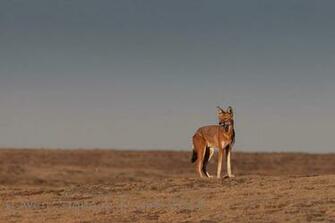 Similar Design Ethiopian Wolf Image Wallpaper