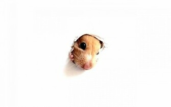 Animal Hamster Wallpaper