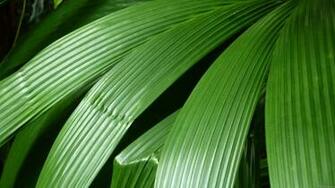 Tropical Leaves Hot Girls Wallpaper