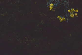 Nature Aesthetic Wallpaper