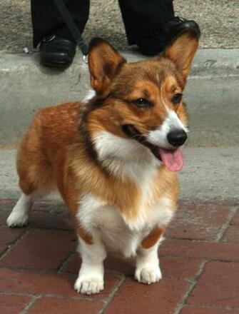 File Pembroke Welsh Corgi Frontal Jpg Wikipedia The