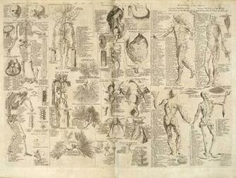 Anatomy Computer Wallpaper Desktop Background Id