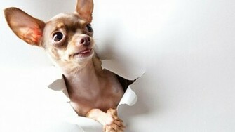 Funny Puppy Wallpaper High Definition Quality Widescreen