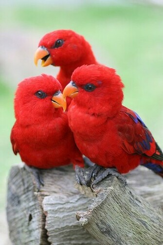 Colorful Animals Photography Inspiration Photos