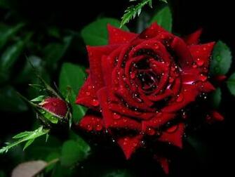 HD Nature Wallpaper Natural Love Cool