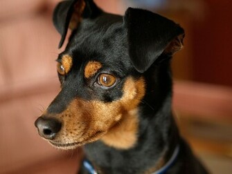 Miniature Pinscher Dog Face Photo And Wallpaper Beautiful