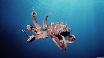 Squid Wallpaper