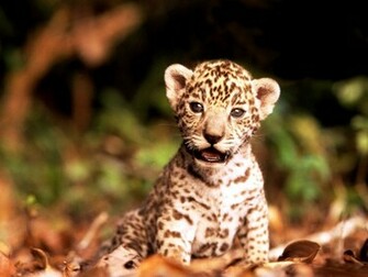HD Wallpaper Cute Animal For Desktop Baby By