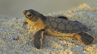 Baby Turtle Wallpaper