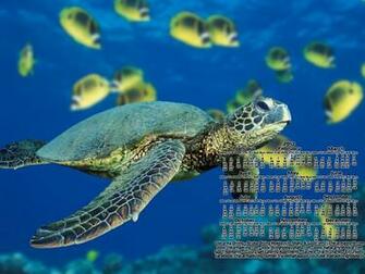 Chikarma Diving Holidays Malta Scuba In Gozo