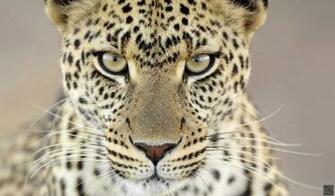Big Cats Wallpaper Tm
