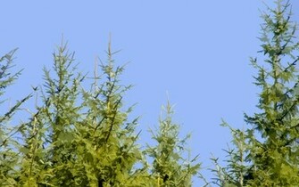Pine Tree Graphic Desktop Wallpaper Iskin Co Uk