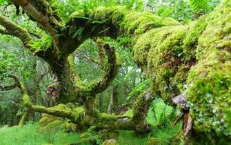 Green Jungle HD Wallpaper
