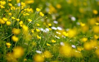 Yellow Flowers Widescreen HD Wallpaper