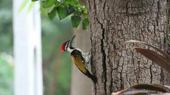 Indian Woodpecker 4k HD Desktop Wallpaper For Ultra Tv