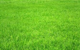 Grass HD Wallpaper Background Image Id