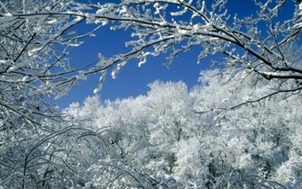 Snow Trees Wallpaper