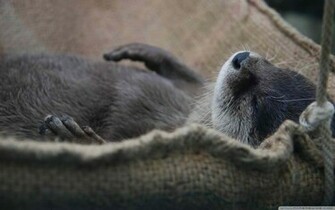Sea Otter My Desktop Wallpaper Furry Delights