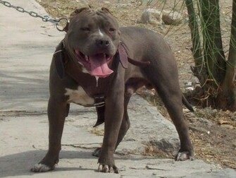 All Wallpaper American Pitbull Dogs HD