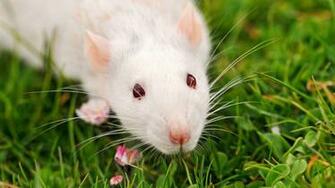 Laboratory Rat Animal Wallpaper Selection