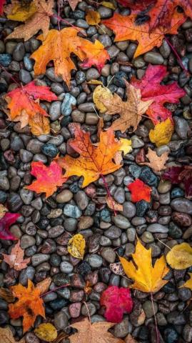 Ideas To Decorate Your Screen With A Fall iPhone Wallpaper