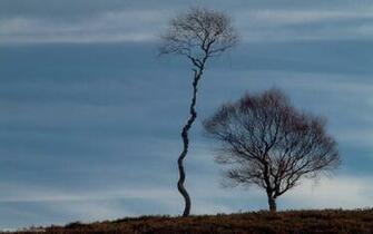 Zen Wallpaper Widescreen High Definition