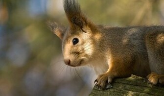 Funny Chipmunk Wallpaper For Widescreen Animal