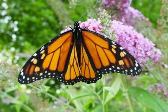 Picture Of Monarch Butterfly Wallpaper Pin It
