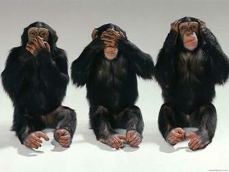 Chimpanzees Wallpaper Fun Animals Wiki Videos