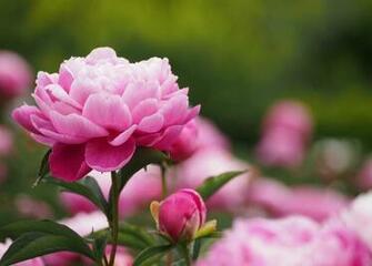 Home Flowers Pink Peony HD Wallpaper