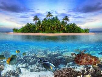 Marine Life Tropical Island 4k Ultra HD Wallpaper Net