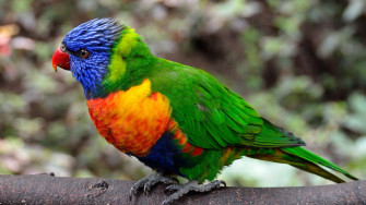 Colorful Parrot Bird Wallpaper HD Birds 4k Image