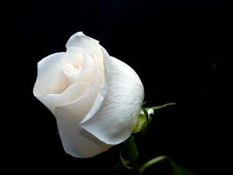 Mouse Droppings White Roses