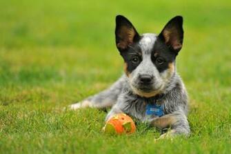 Cattle Dog Australian Heeler Toy Wallpaper