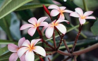 Frangipani Flower Wallpaper Wallpaper9