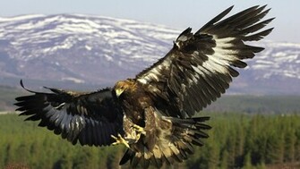 The Golden Eagle Wallpaper
