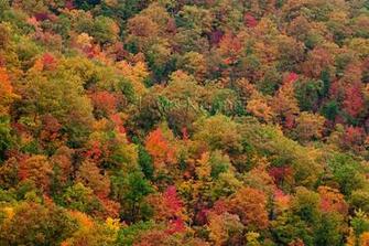 Pin Autumn Mountains National Park Wallpaper Tennessee Smoky Leaves On