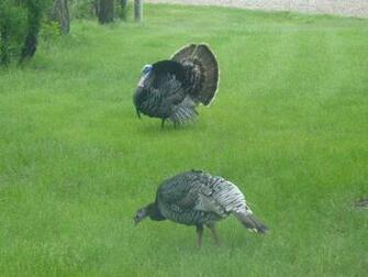 Turkey Wallpaper Turkeys At Antler Ridge Lodge In Hamill