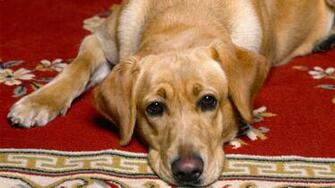 Url Wallpaper Puppy Html