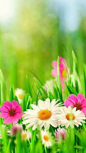 Spring Apple iPhone Plus Wallpaper