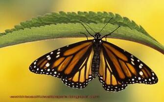 Beautiful Wallpaper Butterflies