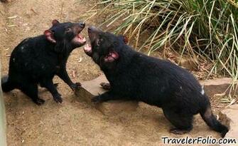 Tasmanian Devil Bonorong Wildlife Park Richmond Cadbury